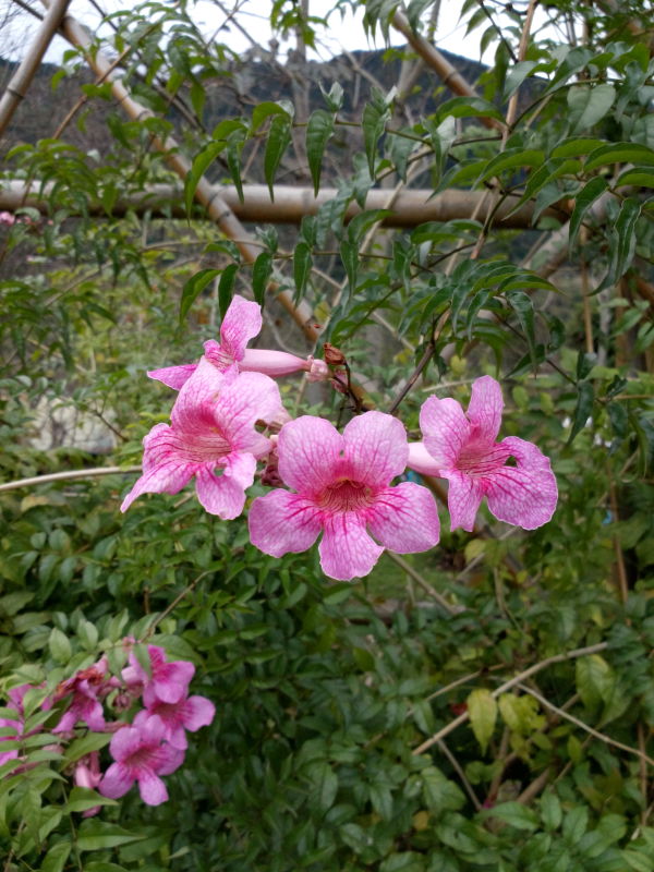 紫芸籐 Podranea ricasoliana,  Port St Johns Creeper, Port St Johns-klimop, Pink Trumpet Vine